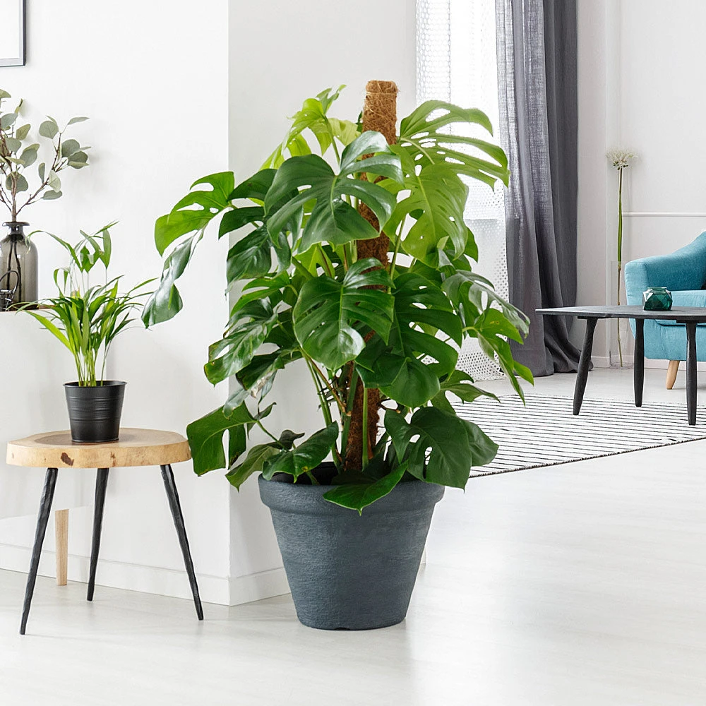 Brighter Blooms House & Patio Monstera (Swiss Cheese Plant) 4 Brighter Blooms House & Patio Monstera (Swiss Cheese Plant)