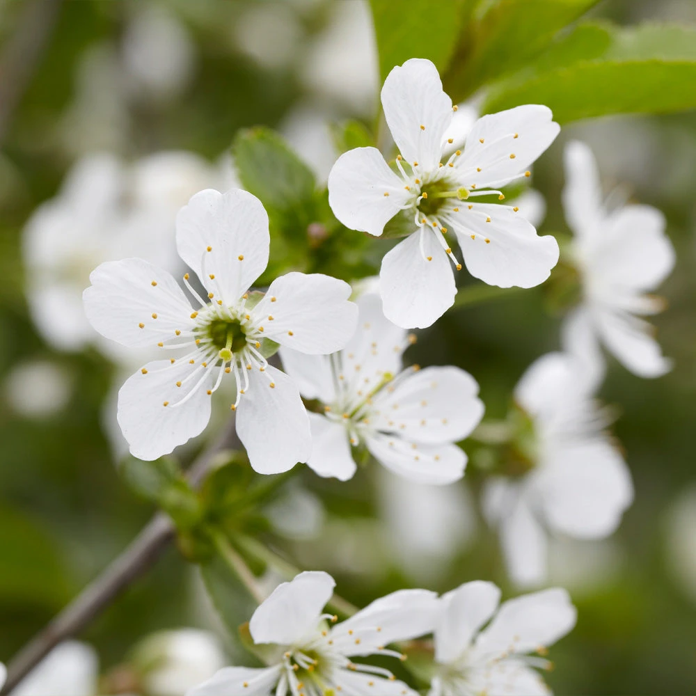 Brighter Blooms Montmorency Cherry Tree 4 Brighter Blooms Montmorency Cherry Tree