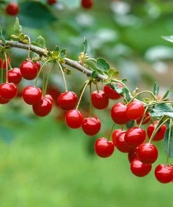 Brighter Blooms Montmorency Cherry Tree