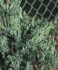 Brighter Blooms Moonglow Juniper Tree Evergreen & Privacy 5 Brighter Blooms Moonglow Juniper Tree Evergreen & Privacy
