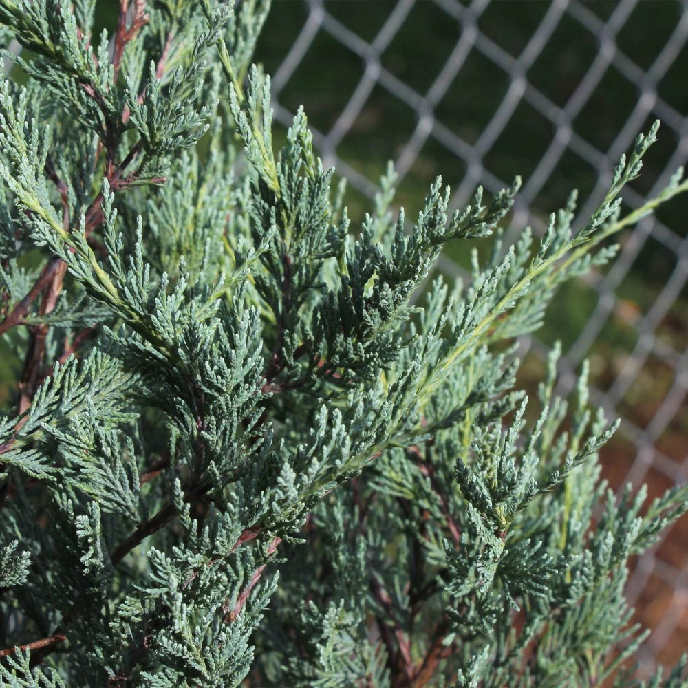 Brighter Blooms Moonglow Juniper Tree Evergreen & Privacy 3 Brighter Blooms Moonglow Juniper Tree Evergreen & Privacy