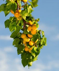 Brighter Blooms SHOP ALL Moorpark Apricot Tree