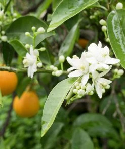 Brighter Blooms Fruit Trees Blood Orange Tree 8 Brighter Blooms Fruit Trees Blood Orange Tree