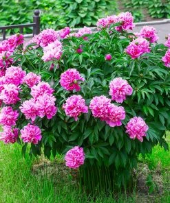 Brighter Blooms Perennials Mr. Ed Peony