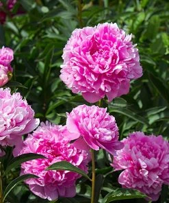 Brighter Blooms Perennials Mr. Ed Peony