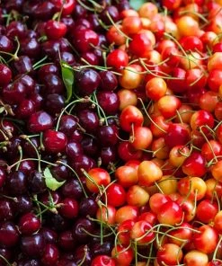 Brighter Blooms 4-in-1 Cherry Tree Cherry Trees