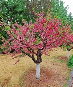 Brighter Blooms 2-in-1 Peach Tree 5 Brighter Blooms 2-in-1 Peach Tree