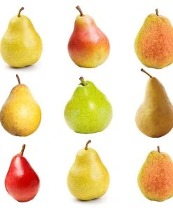 Brighter Blooms 5-in-1 Pear Tree Fruit Trees