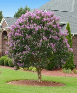 Brighter Blooms Flowering Trees Muskogee Crape Myrtle Tree