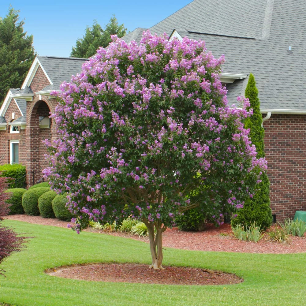 Brighter Blooms Flowering Trees Muskogee Crape Myrtle Tree 2 Brighter Blooms Flowering Trees Muskogee Crape Myrtle Tree