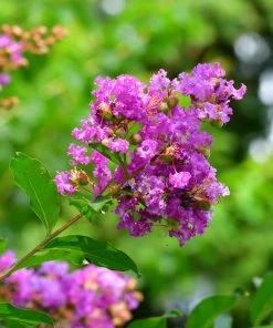 Brighter Blooms Flowering Trees Muskogee Crape Myrtle Tree 8 Brighter Blooms Flowering Trees Muskogee Crape Myrtle Tree