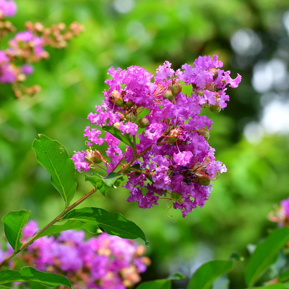 Brighter Blooms Flowering Trees Muskogee Crape Myrtle Tree 3 Brighter Blooms Flowering Trees Muskogee Crape Myrtle Tree