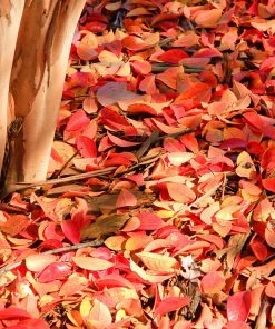 Brighter Blooms Flowering Trees Muskogee Crape Myrtle Tree 10 Brighter Blooms Flowering Trees Muskogee Crape Myrtle Tree