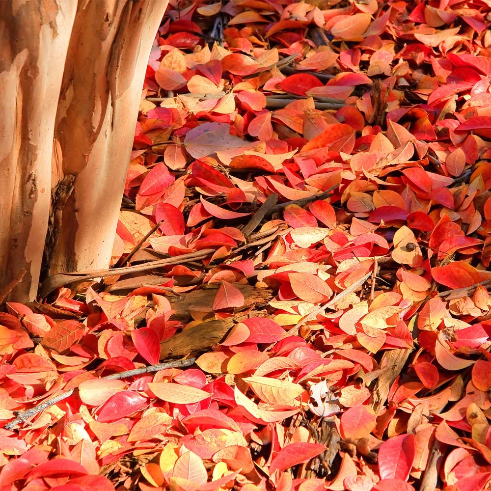Brighter Blooms Muskogee Crape Myrtle Tree 6 Brighter Blooms Muskogee Crape Myrtle Tree
