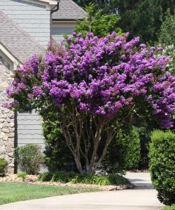 Brighter Blooms Flowering Trees Muskogee Crape Myrtle Tree 9 Brighter Blooms Flowering Trees Muskogee Crape Myrtle Tree