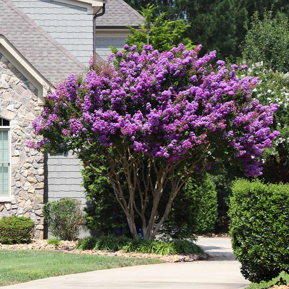 Brighter Blooms Flowering Trees Muskogee Crape Myrtle Tree 4 Brighter Blooms Flowering Trees Muskogee Crape Myrtle Tree