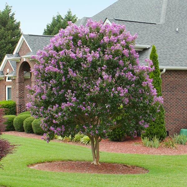 Brighter Blooms Flowering Trees Muskogee Crape Myrtle Tree 1 Brighter Blooms Flowering Trees Muskogee Crape Myrtle Tree