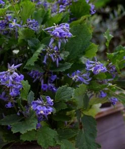 Brighter Blooms New Love Clematis Shrub 7 Brighter Blooms New Love Clematis Shrub