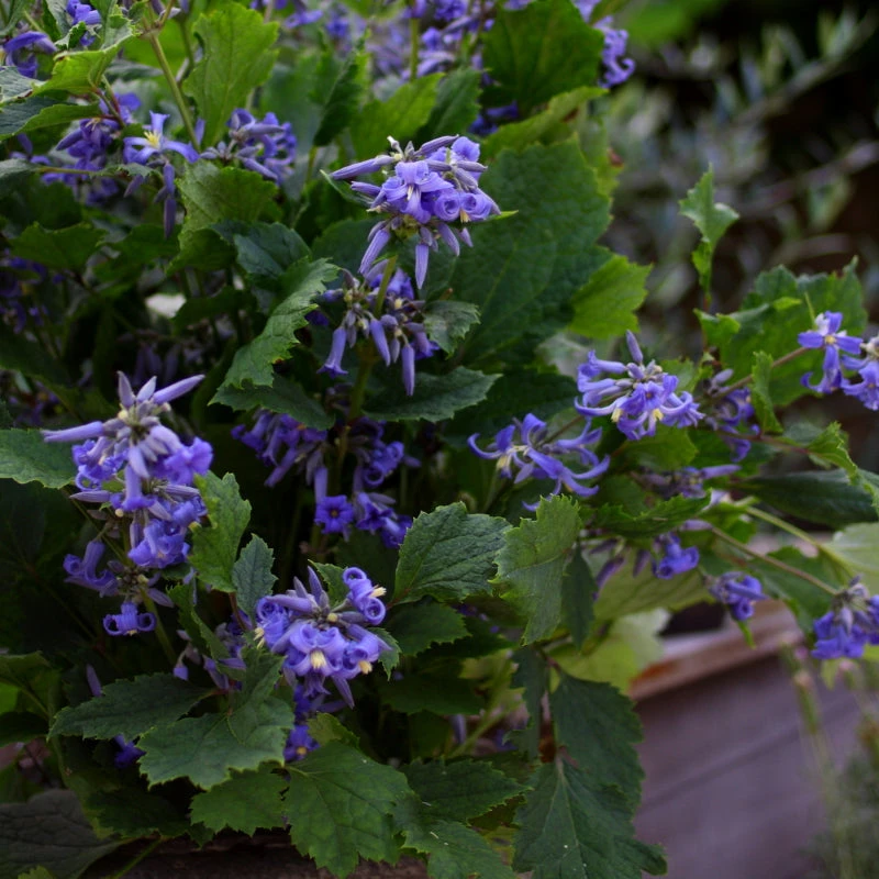 Brighter Blooms New Love Clematis Shrub 4 Brighter Blooms New Love Clematis Shrub
