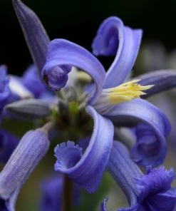 Brighter Blooms New Love Clematis Shrub 5 Brighter Blooms New Love Clematis Shrub