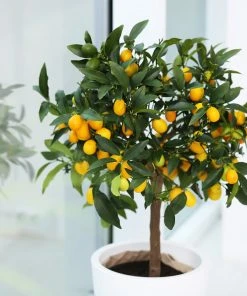 Brighter Blooms Nagami Kumquat Tree Fruit Trees 9 Brighter Blooms Nagami Kumquat Tree Fruit Trees