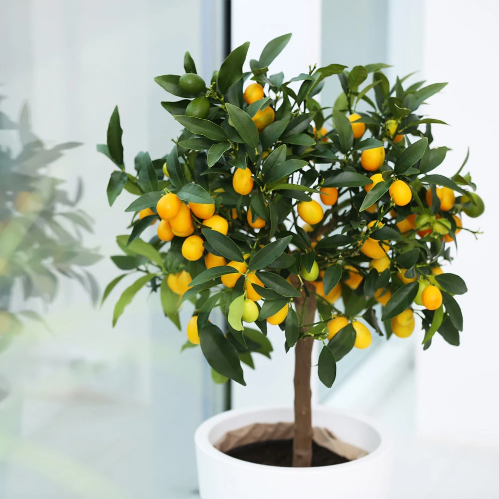 Brighter Blooms Nagami Kumquat Tree Fruit Trees 4 Brighter Blooms Nagami Kumquat Tree Fruit Trees