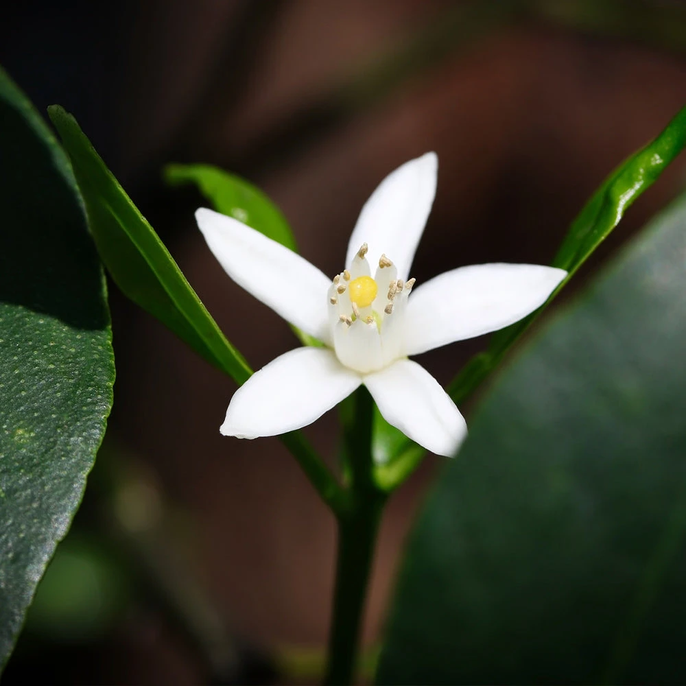 Brighter Blooms New Trees Nagami Kumquat Tree 6 Brighter Blooms New Trees Nagami Kumquat Tree