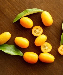 Brighter Blooms New Trees Nagami Kumquat Tree 10 Brighter Blooms New Trees Nagami Kumquat Tree