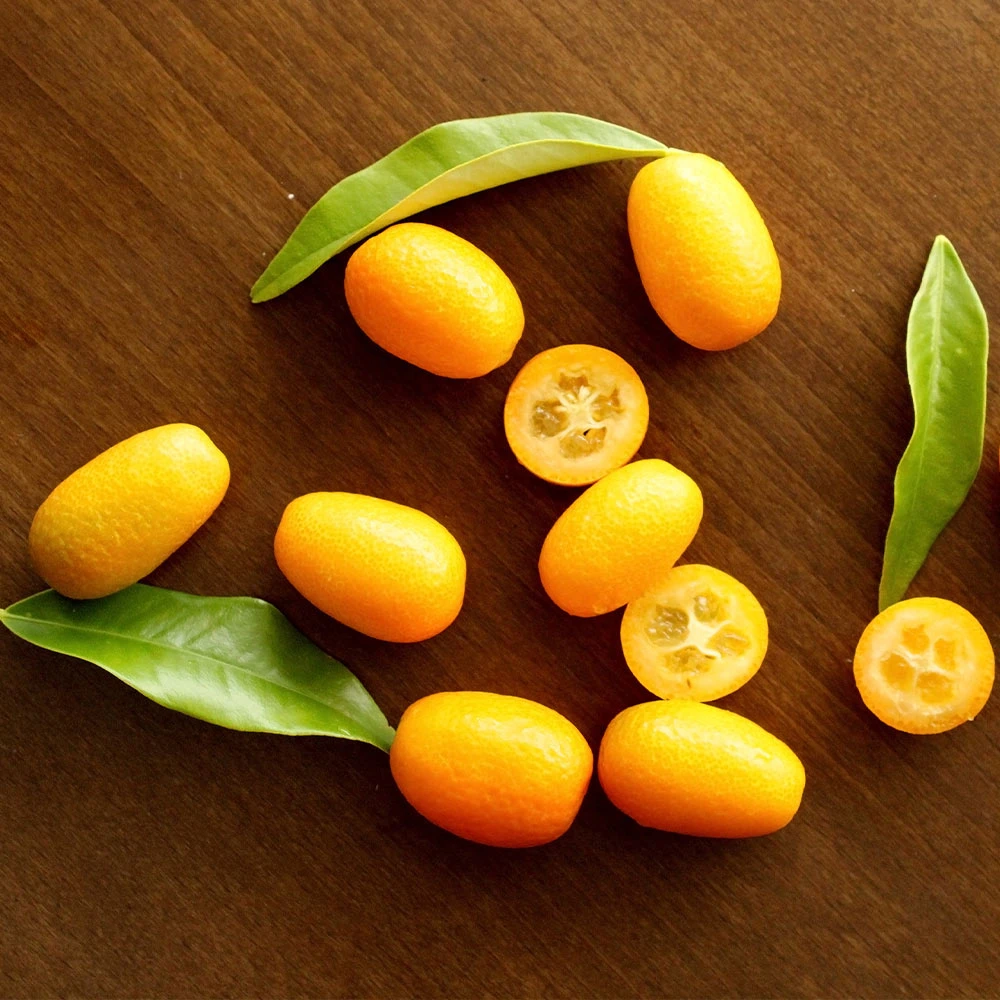 Brighter Blooms New Trees Nagami Kumquat Tree 5 Brighter Blooms New Trees Nagami Kumquat Tree