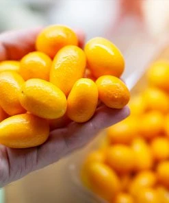 Brighter Blooms Nagami Kumquat Tree Fruit Trees 8 Brighter Blooms Nagami Kumquat Tree Fruit Trees