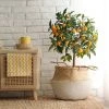 Brighter Blooms Nagami Kumquat Tree Fruit Trees