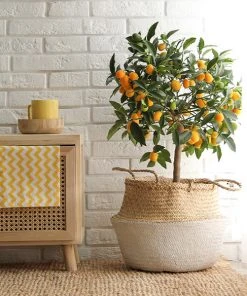 Brighter Blooms New Trees Nagami Kumquat Tree