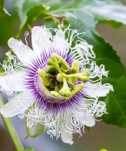 Brighter Blooms Nancy Garrison Passion Fruit Vine