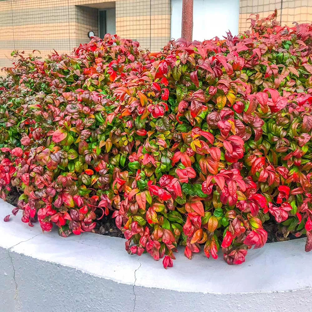 Brighter Blooms Fire Power Nandina Shrub Shrubs & Hedges 2 Brighter Blooms Fire Power Nandina Shrub Shrubs & Hedges