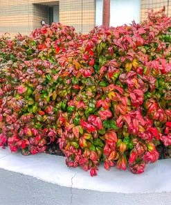 Brighter Blooms Fire Power Nandina Shrub Shrubs & Hedges