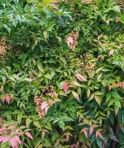 Brighter Blooms Heavenly Bamboo Nandina Shrub Shrubs & Hedges 8 Brighter Blooms Heavenly Bamboo Nandina Shrub Shrubs & Hedges