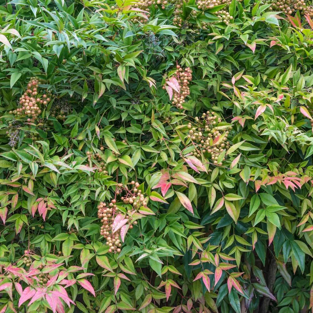 Brighter Blooms Heavenly Bamboo Nandina Shrub Shrubs & Hedges 4 Brighter Blooms Heavenly Bamboo Nandina Shrub Shrubs & Hedges