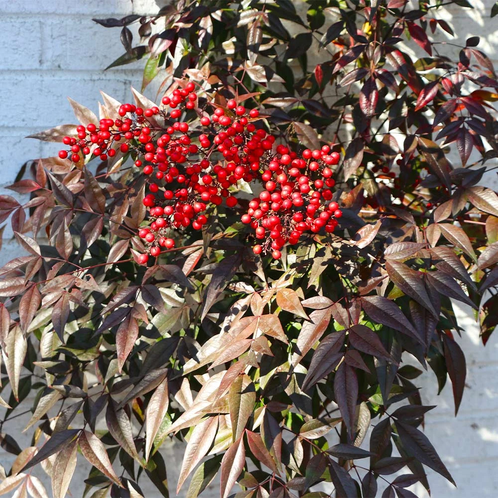 Brighter Blooms Heavenly Bamboo Nandina Shrub Shrubs & Hedges 5 Brighter Blooms Heavenly Bamboo Nandina Shrub Shrubs & Hedges