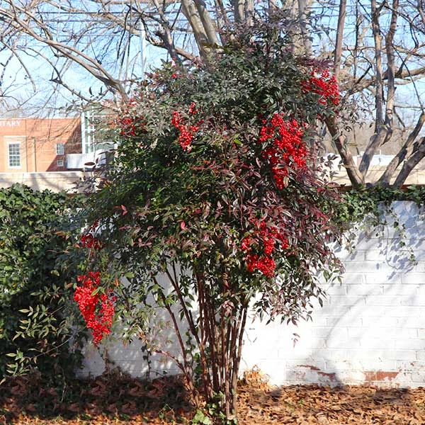 Brighter Blooms Heavenly Bamboo Nandina Shrub Shrubs & Hedges 1 Brighter Blooms Heavenly Bamboo Nandina Shrub Shrubs & Hedges