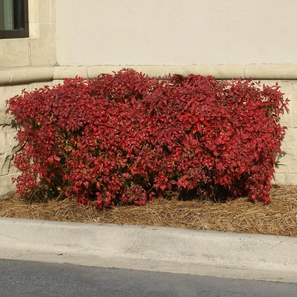 Brighter Blooms Obsession™ Nandina Shrub 2 Brighter Blooms Obsession™ Nandina Shrub
