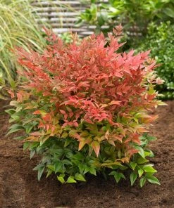 Brighter Blooms Obsession™ Nandina Shrub 8 Brighter Blooms Obsession™ Nandina Shrub