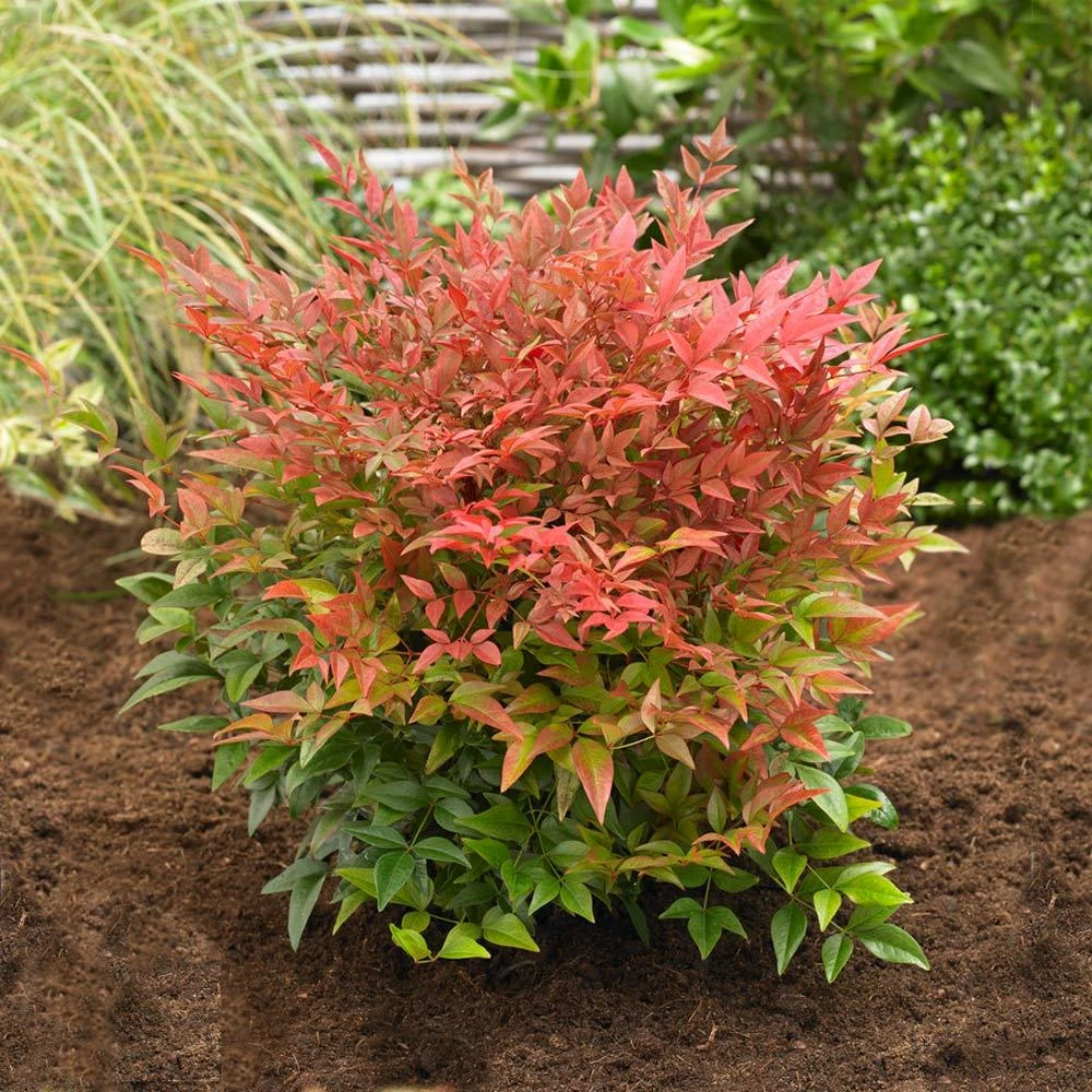 Brighter Blooms Obsession™ Nandina Shrub 3 Brighter Blooms Obsession™ Nandina Shrub