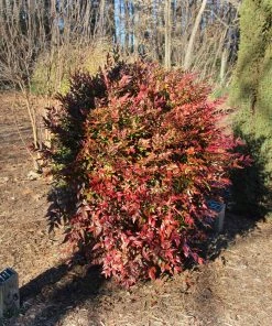 Brighter Blooms Obsession™ Nandina Shrub 9 Brighter Blooms Obsession™ Nandina Shrub