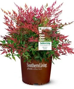 Brighter Blooms Obsession™ Nandina Shrub 11 Brighter Blooms Obsession™ Nandina Shrub