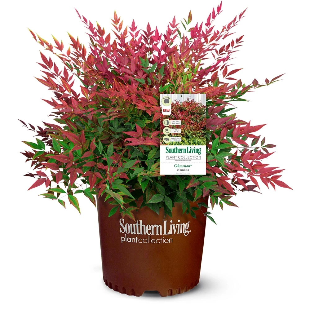 Brighter Blooms Obsession™ Nandina Shrub 6 Brighter Blooms Obsession™ Nandina Shrub