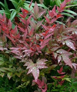 Brighter Blooms Obsession™ Nandina Shrub 10 Brighter Blooms Obsession™ Nandina Shrub