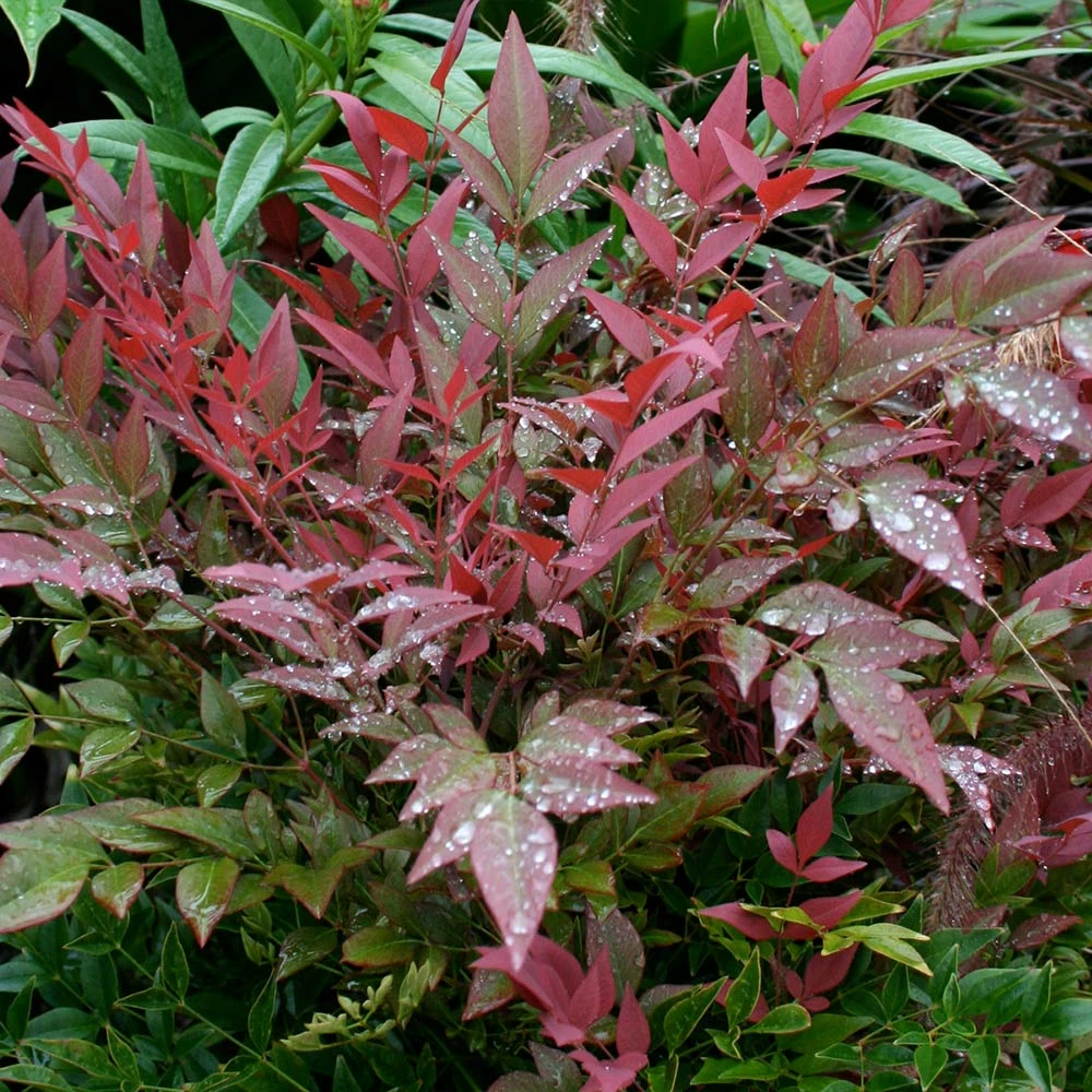 Brighter Blooms Obsession™ Nandina Shrub 5 Brighter Blooms Obsession™ Nandina Shrub