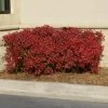 Brighter Blooms Obsession™ Nandina Shrub