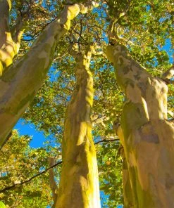 Brighter Blooms Natchez Crape Myrtle Tree 11 Brighter Blooms Natchez Crape Myrtle Tree