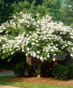 Brighter Blooms Natchez Crape Myrtle Tree 8 Brighter Blooms Natchez Crape Myrtle Tree